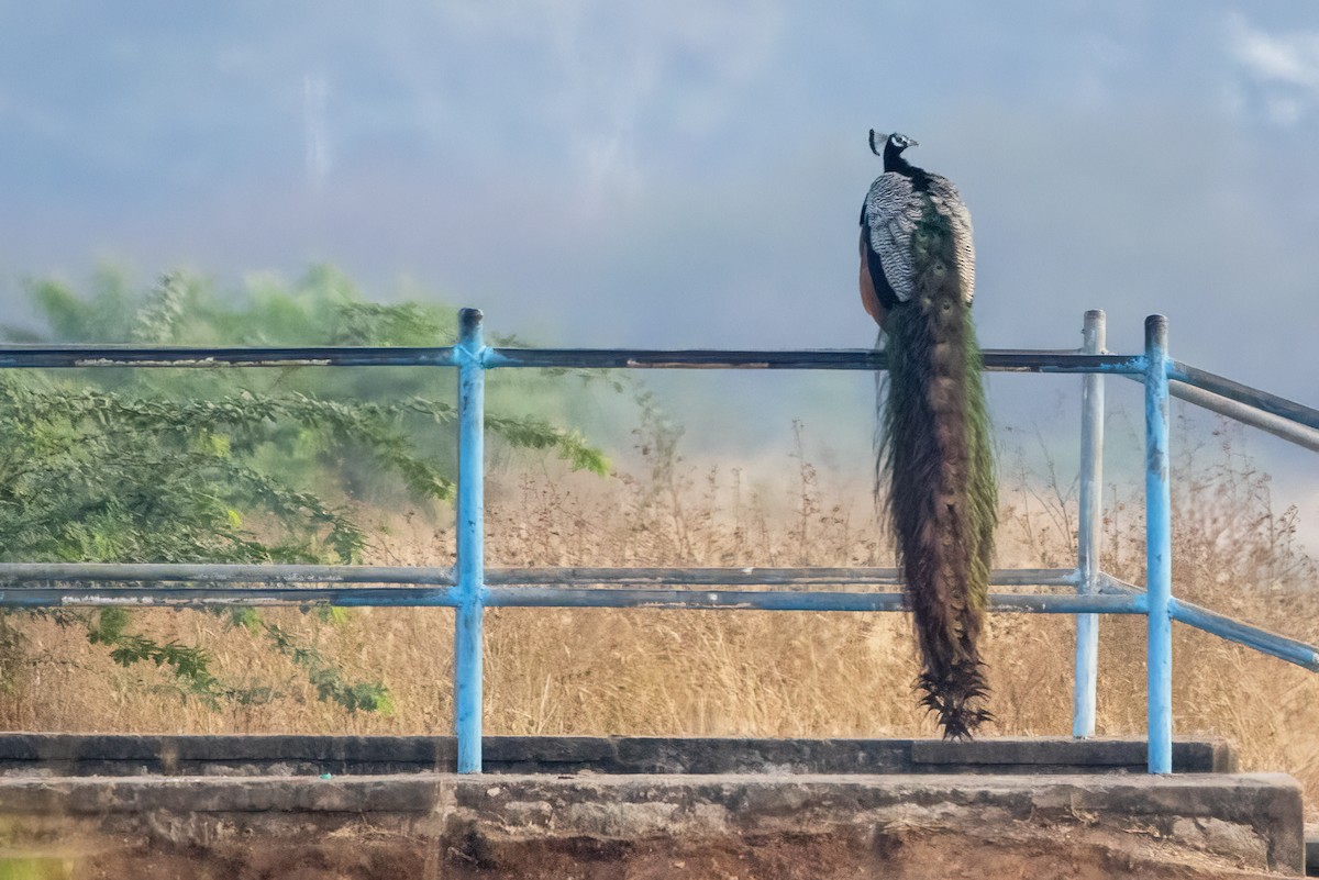 Indian Peafowl - ML618009287