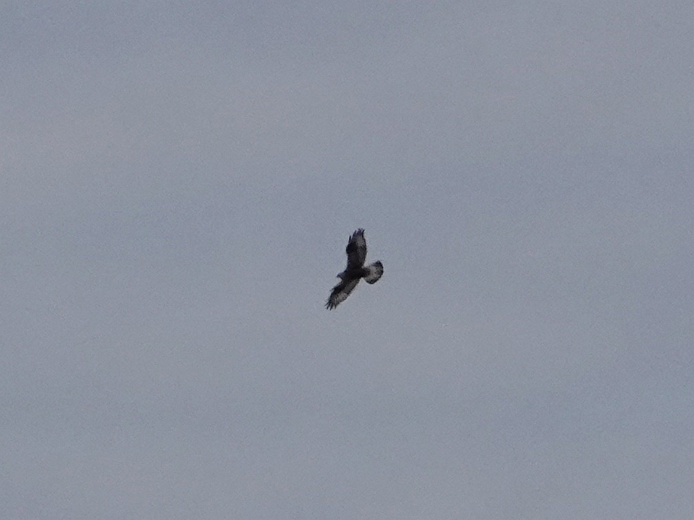 Rough-legged Hawk - ML618009288