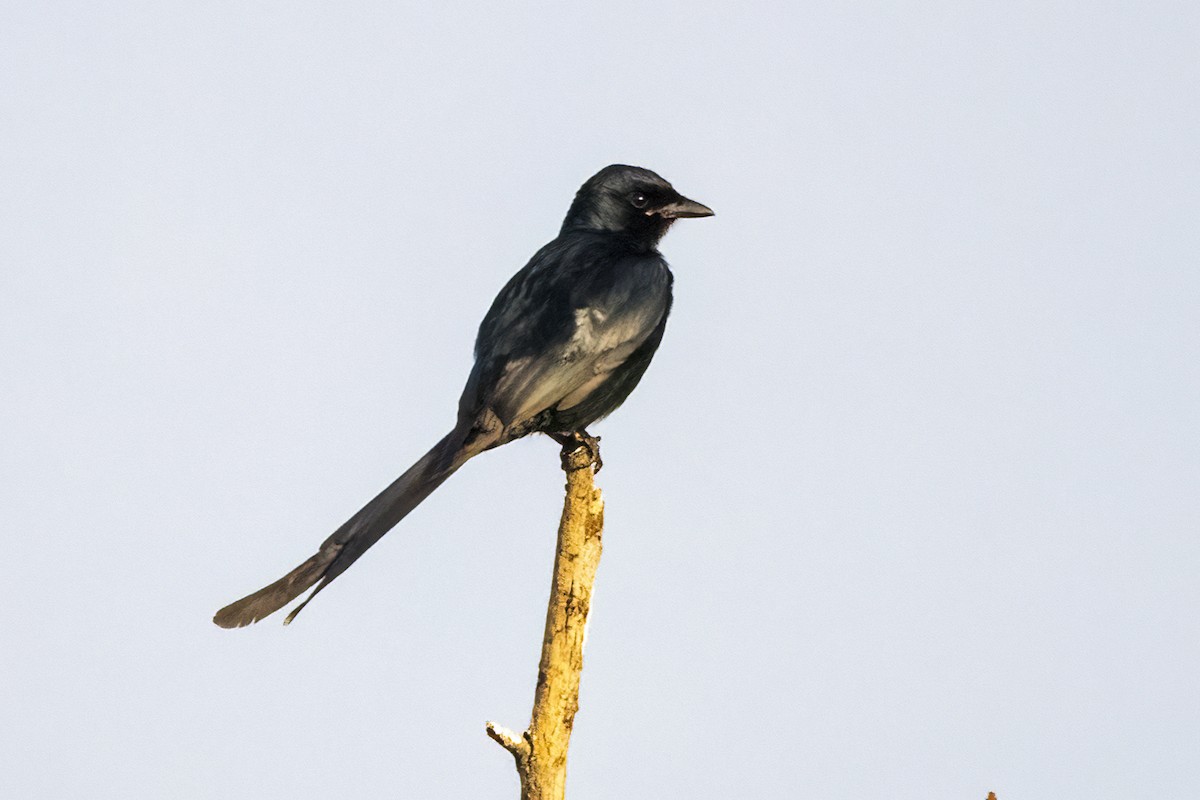 Black Drongo - ML618009314