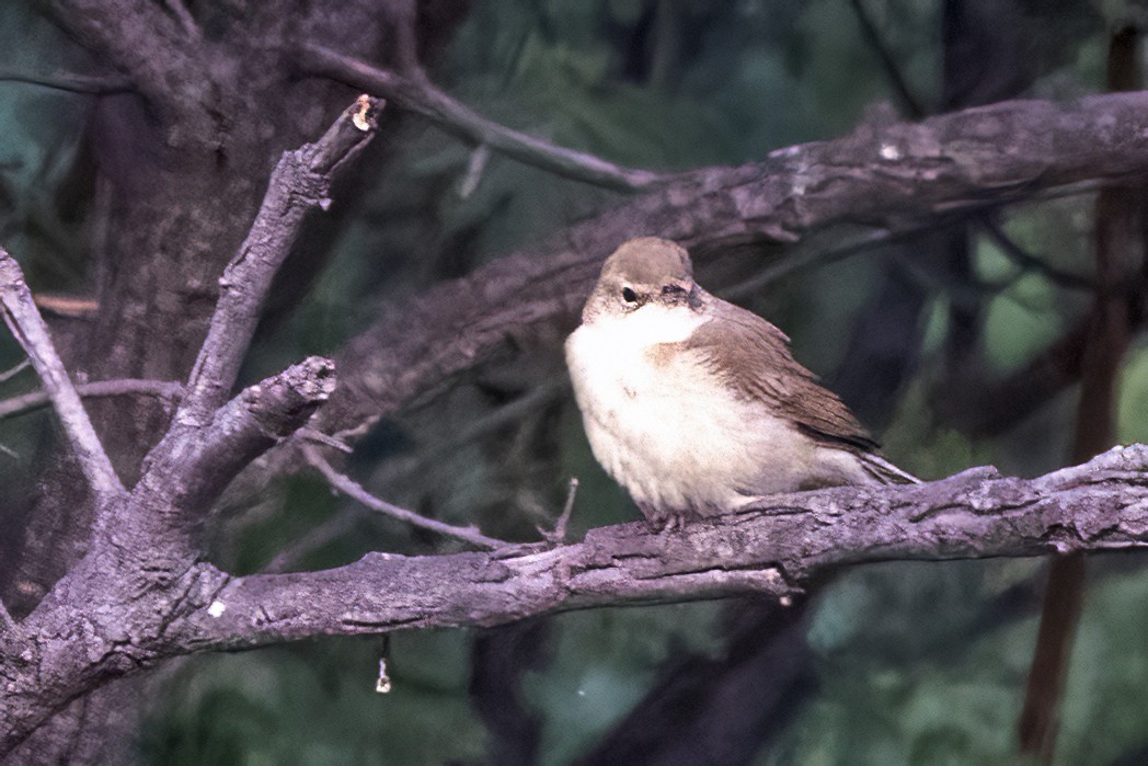 Booted Warbler - Ravi Jesudas