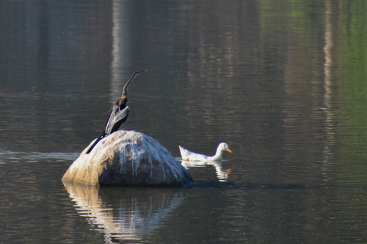 Oriental Darter - ML618009320
