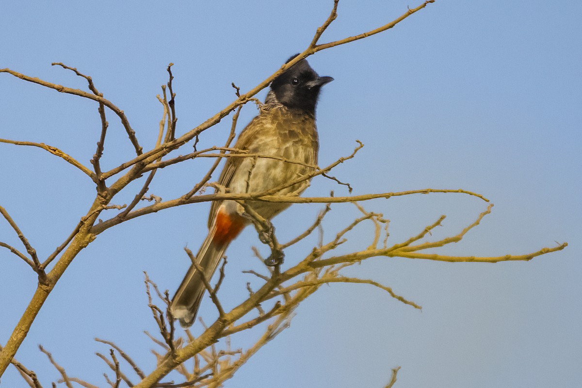 Bulbul à ventre rouge - ML618009321