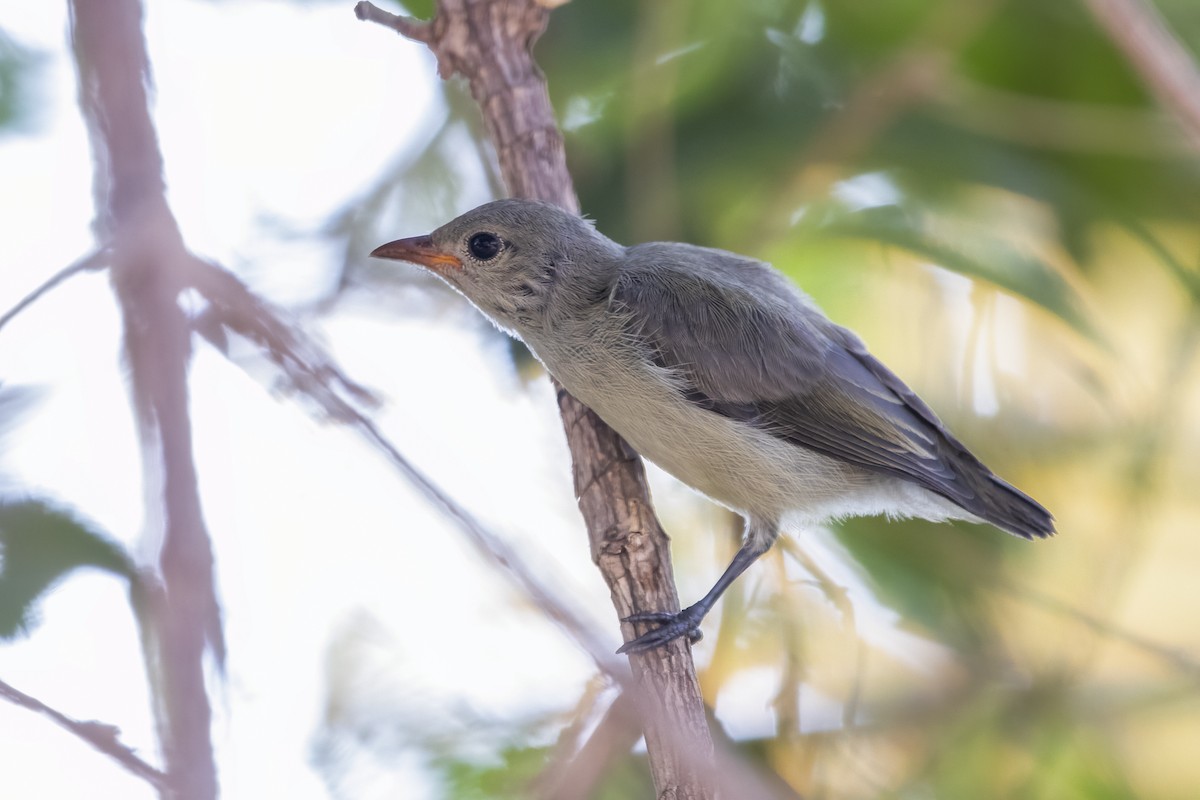 Pale-billed Flowerpecker - ML618009331