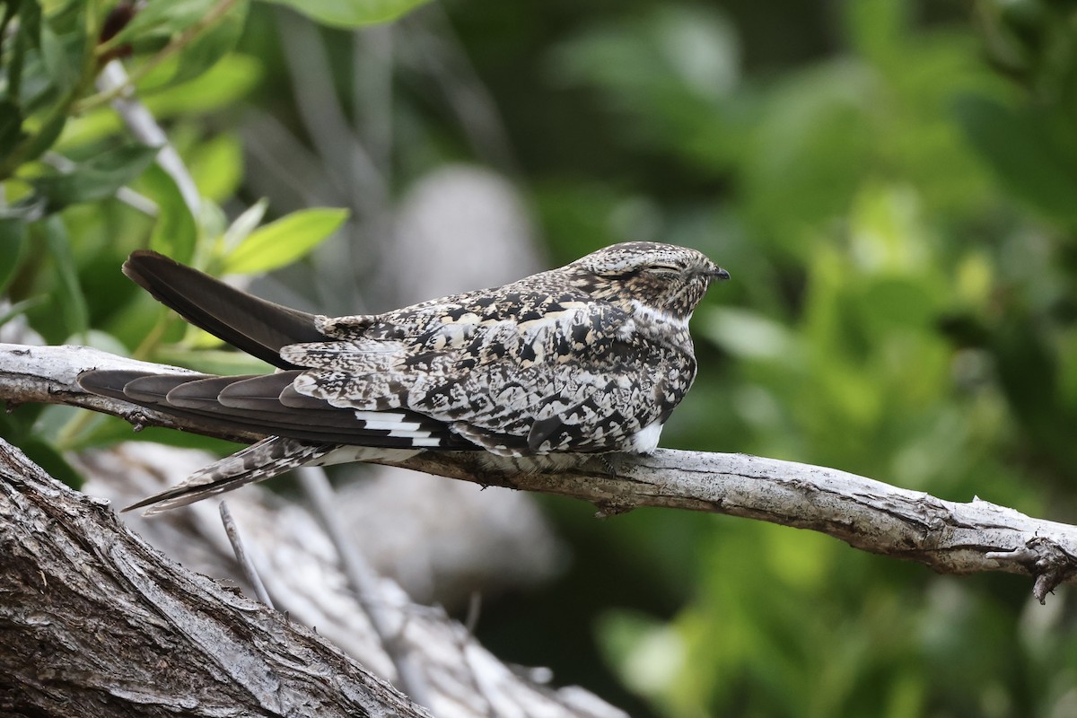 Common Nighthawk - Alice Church