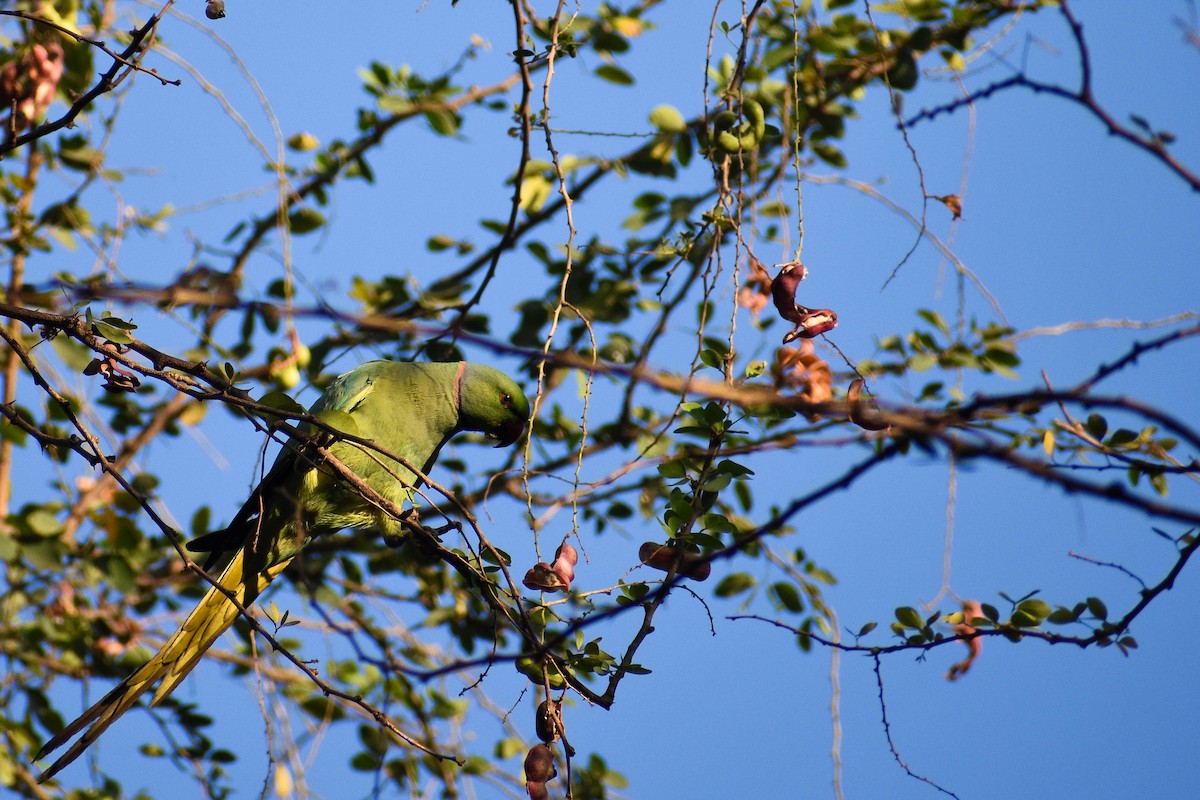 Rose-ringed Parakeet - ML618009350