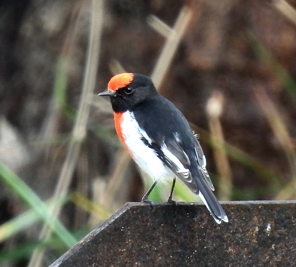 Red-capped Robin - ML618009358