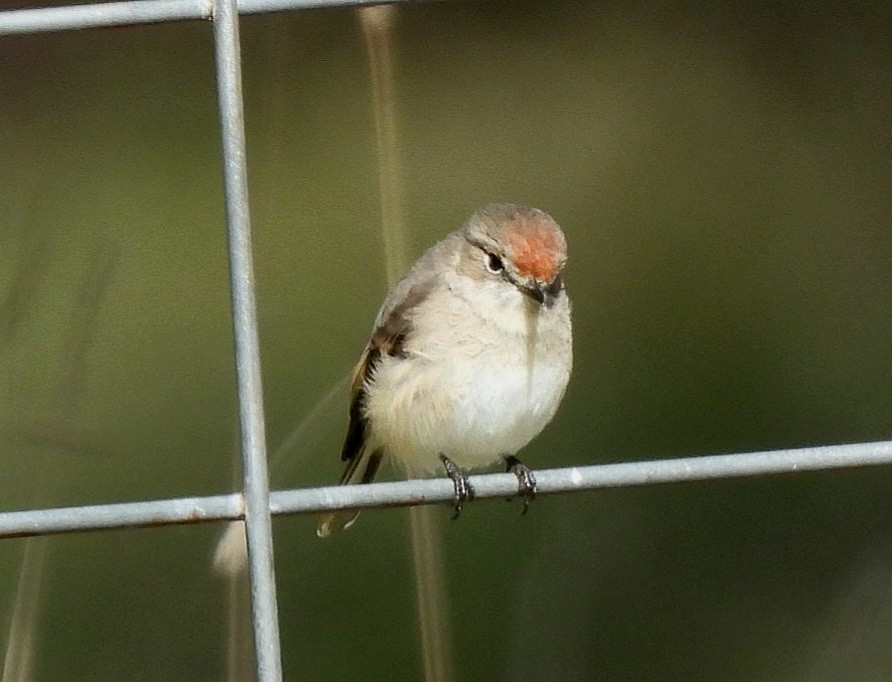 Red-capped Robin - ML618009359
