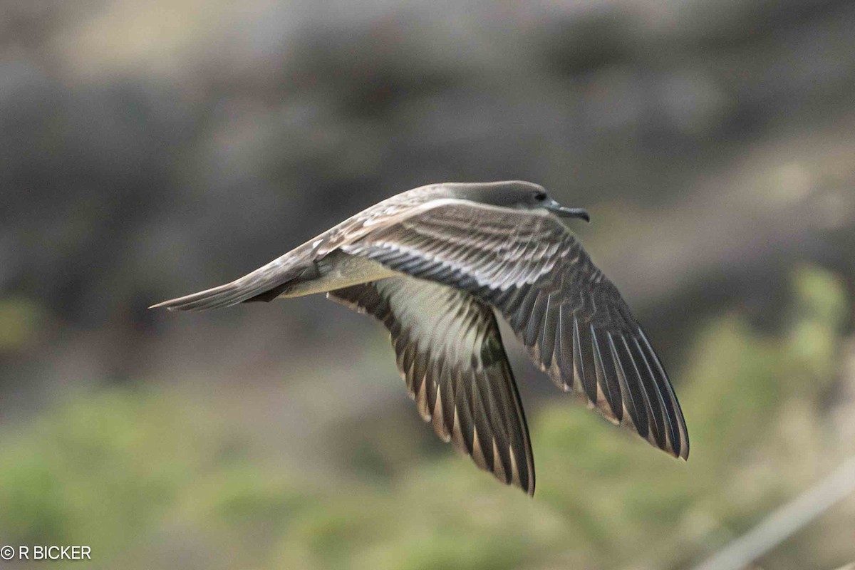 Wedge-tailed Shearwater - ML618009365