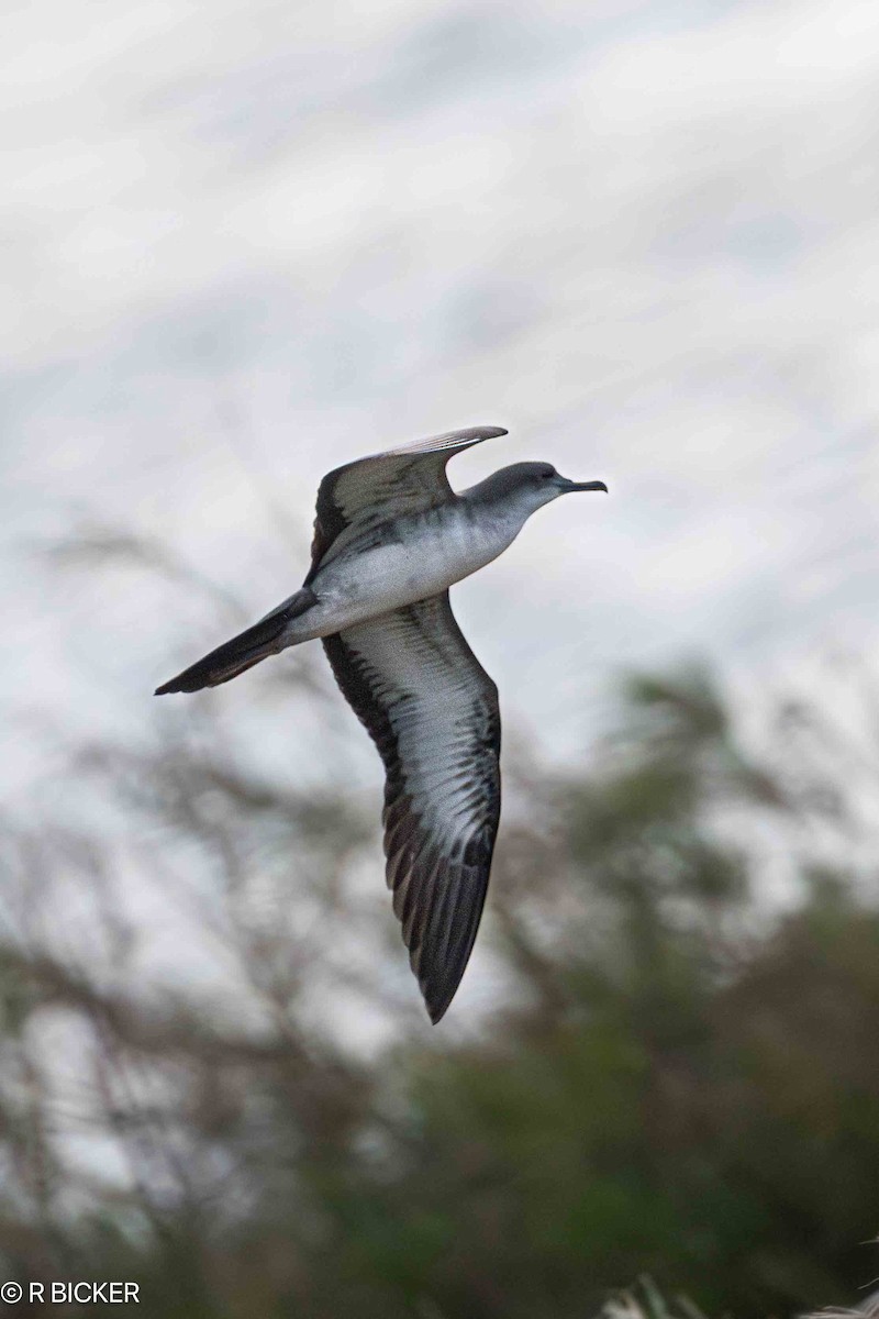 Wedge-tailed Shearwater - ML618009367