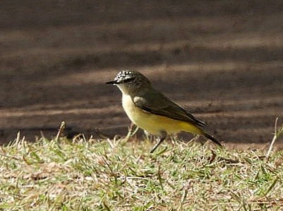 Yellow-rumped Thornbill - ML618009378