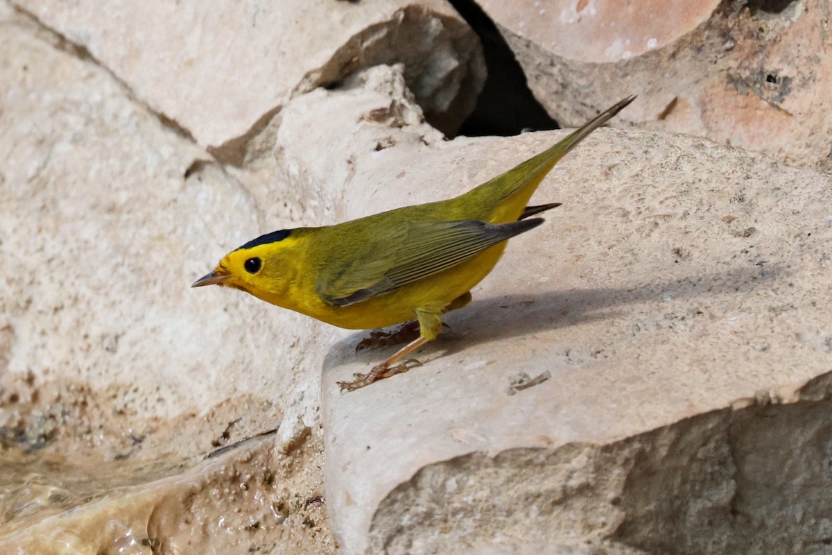 Wilson's Warbler - Ginger Spinelli