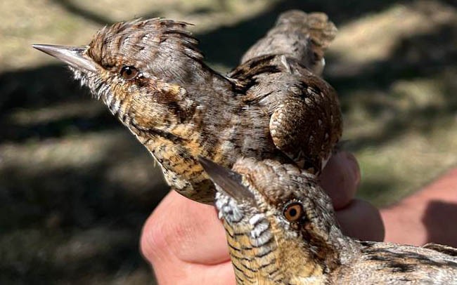 Eurasian Wryneck - ML618009389