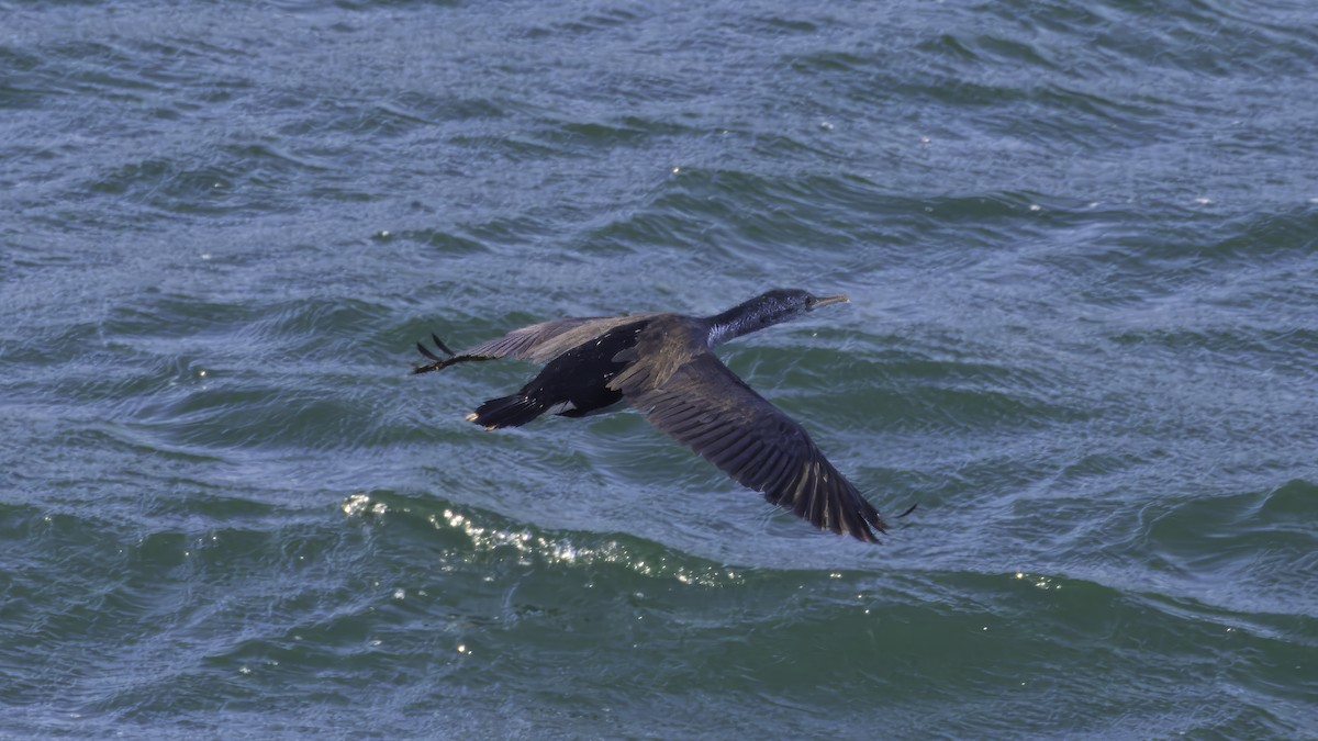 Spotted Shag - ML618009394