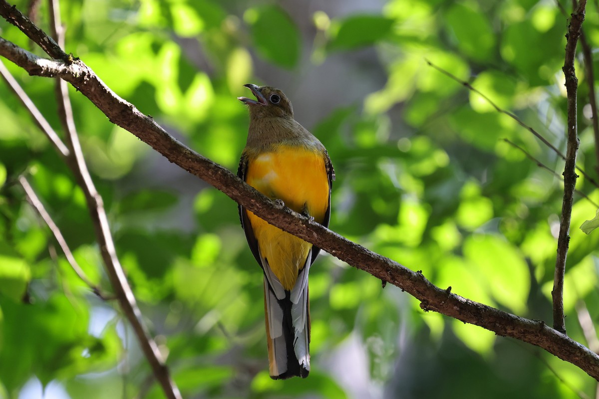 Trogon à poitrine jaune (groupe dulitensis) - ML618009411