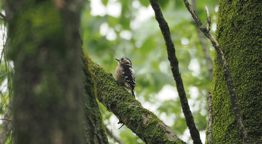 Gray-capped Pygmy Woodpecker - ML618009424