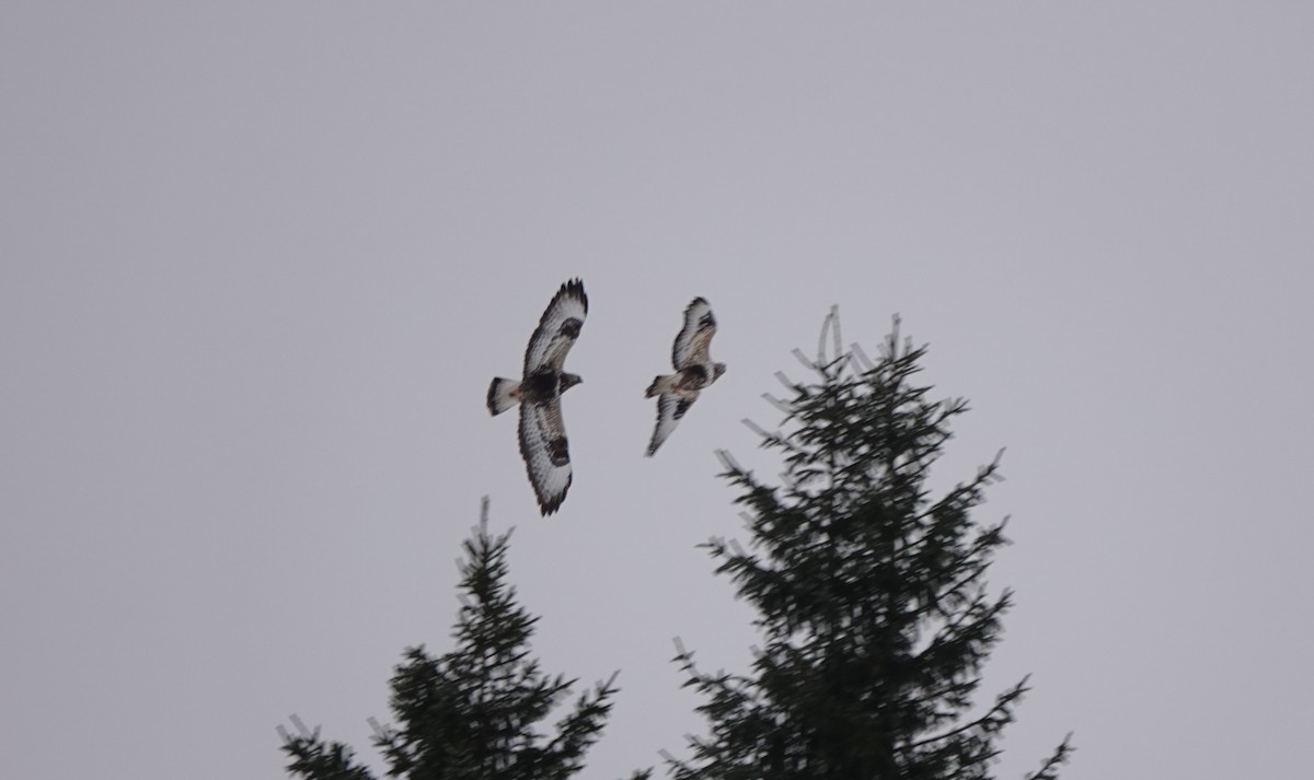 Rough-legged Hawk - ML618009475