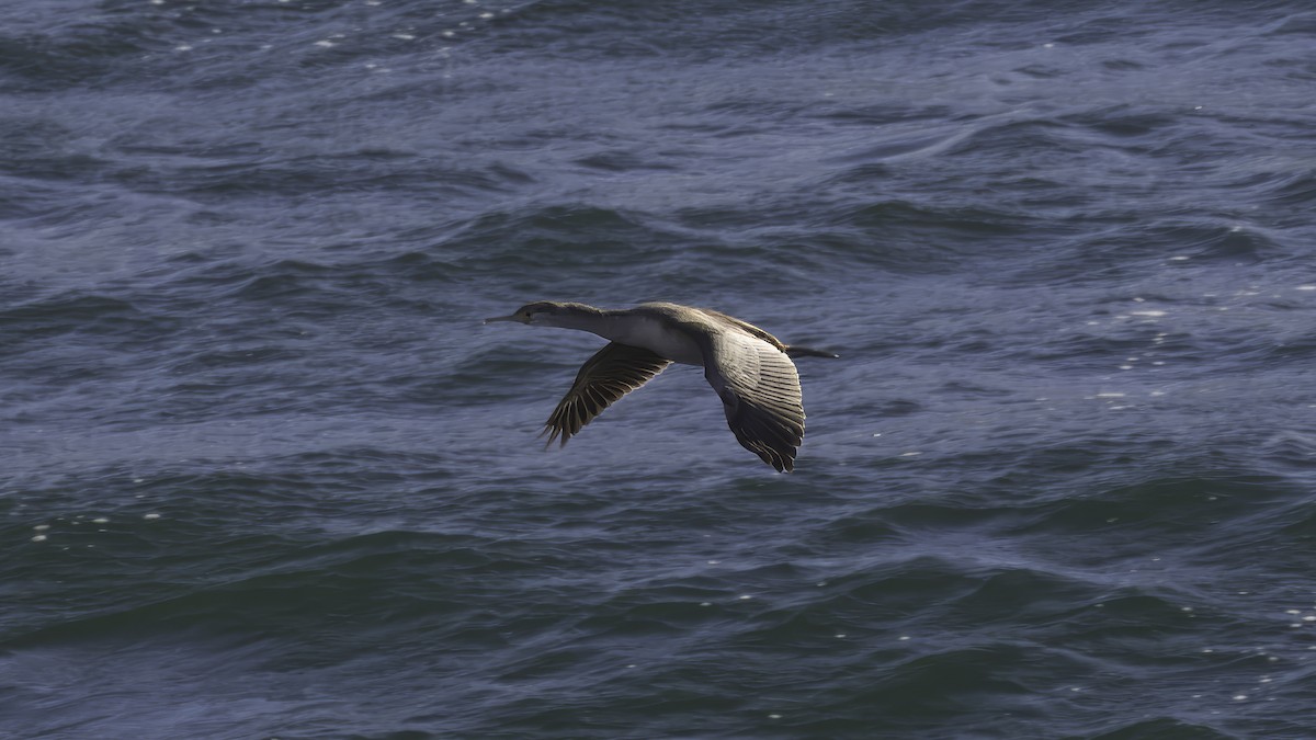 Spotted Shag - ML618009498