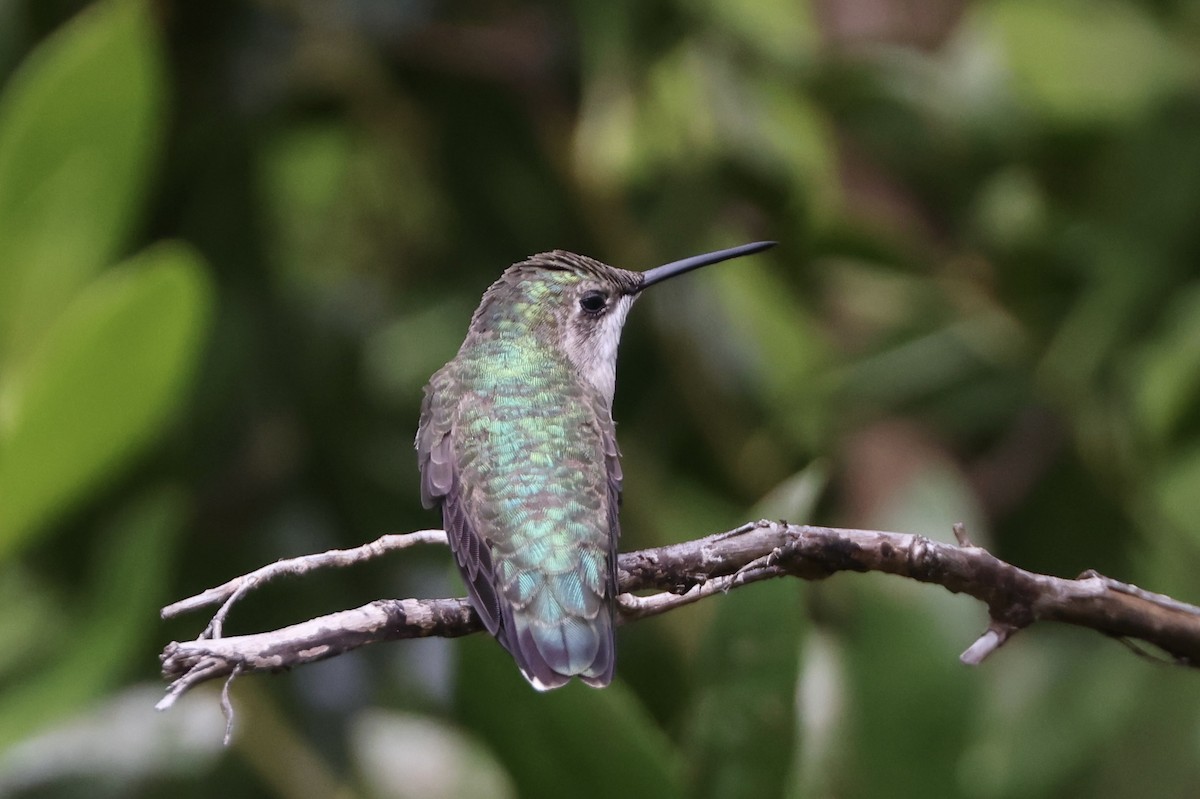 Ruby-throated Hummingbird - Alice Church