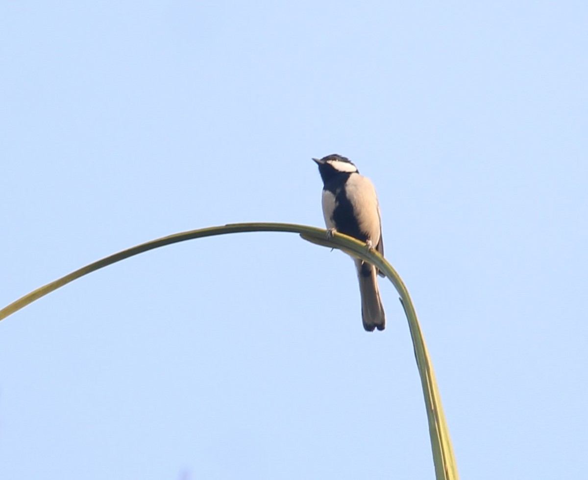 Cinereous Tit - ML618009511