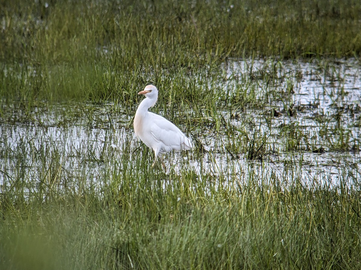 Western Cattle Egret - Sam Walker