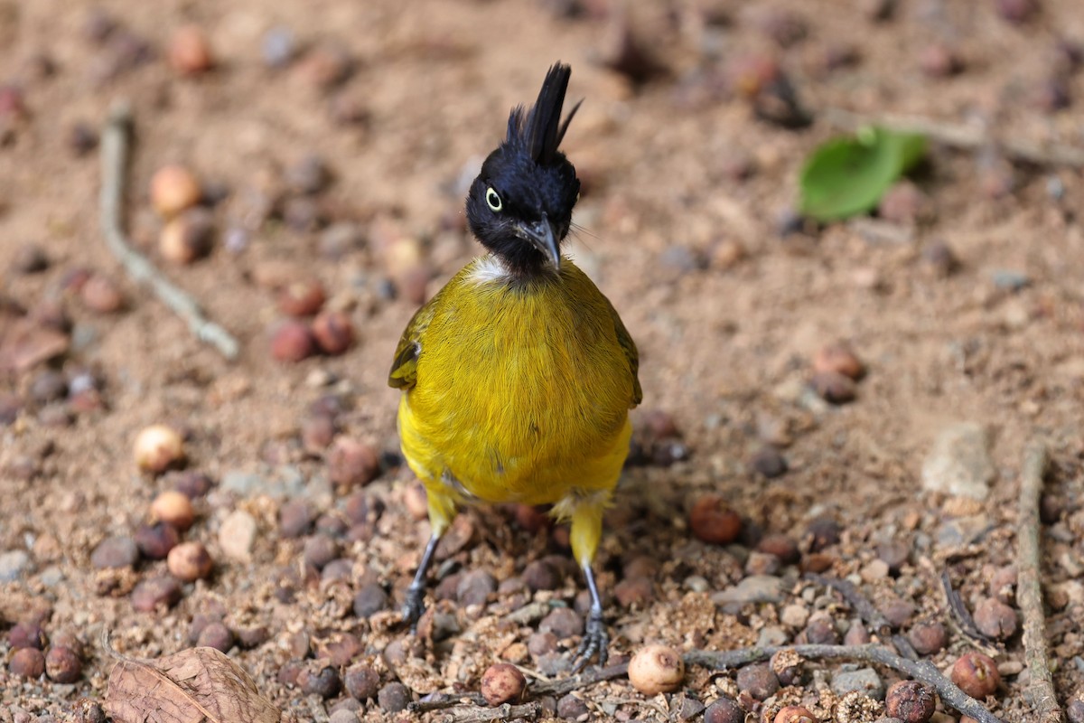 Black-crested Bulbul - ML618009535