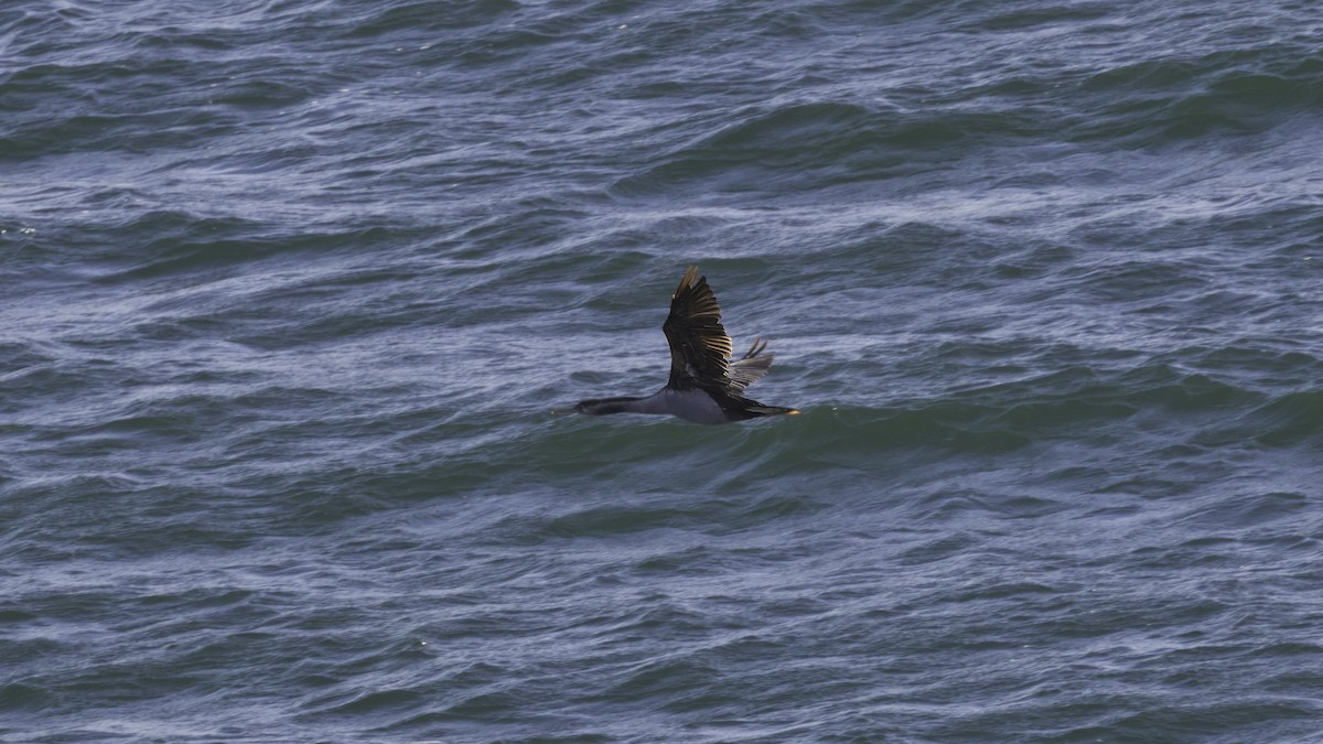 Spotted Shag - ML618009536