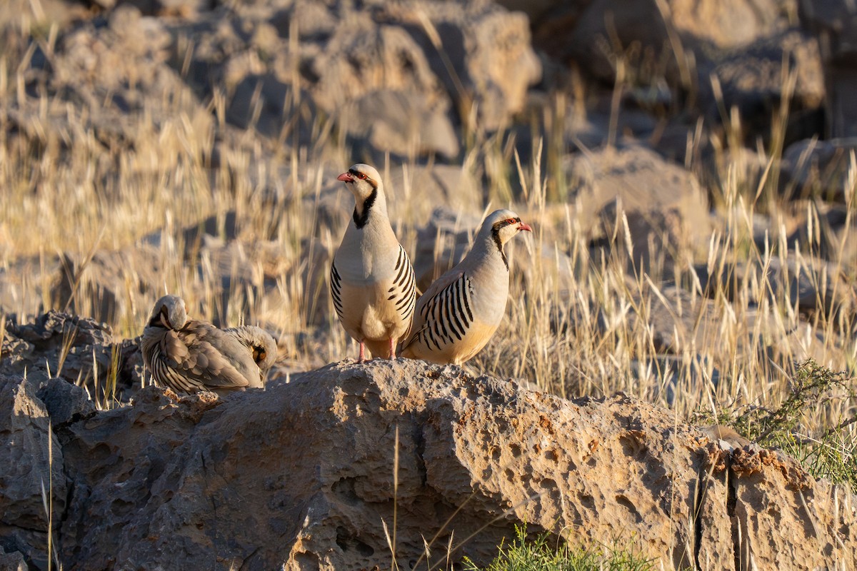 Chukar - ML618009537