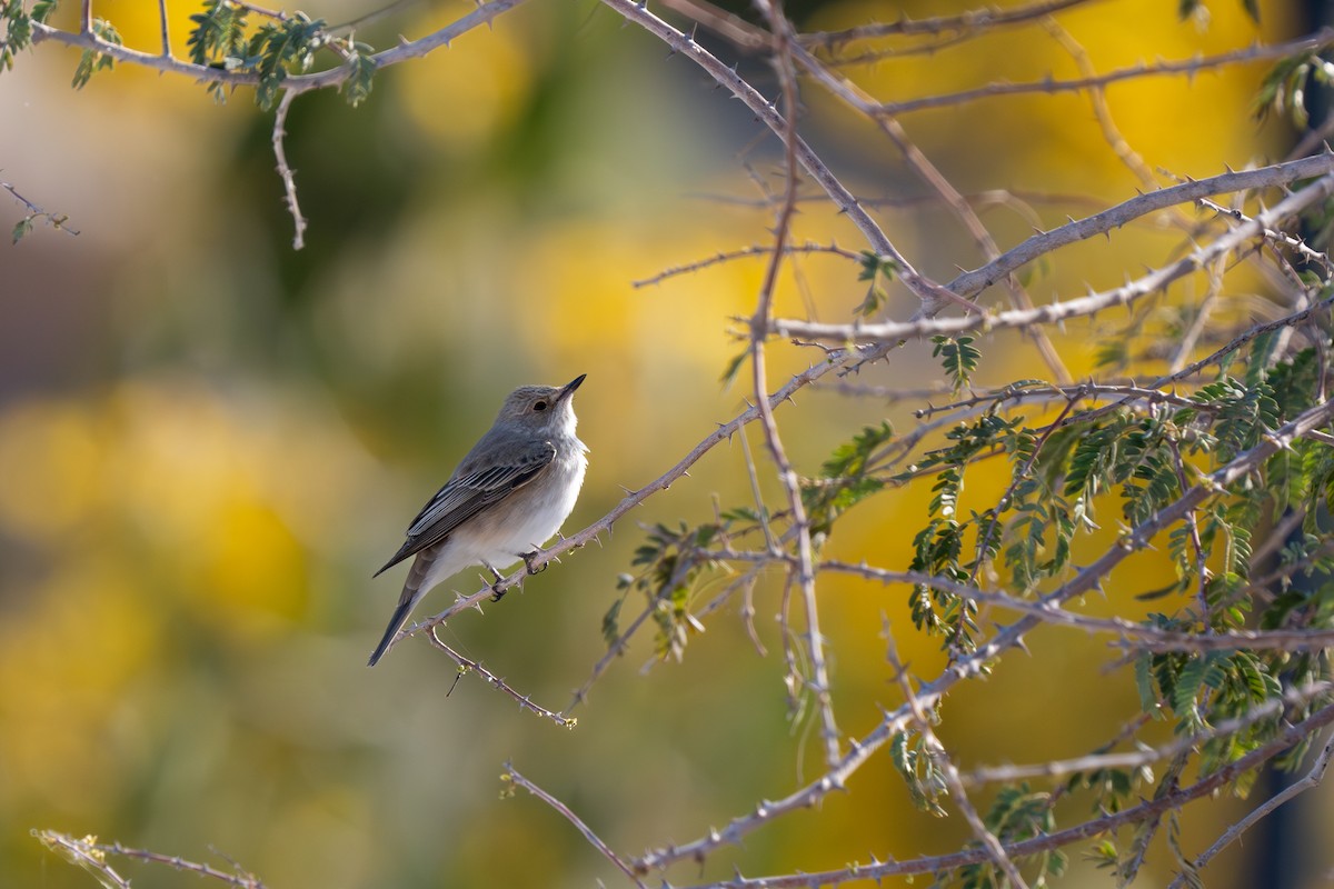 Spotted Flycatcher - ML618009557