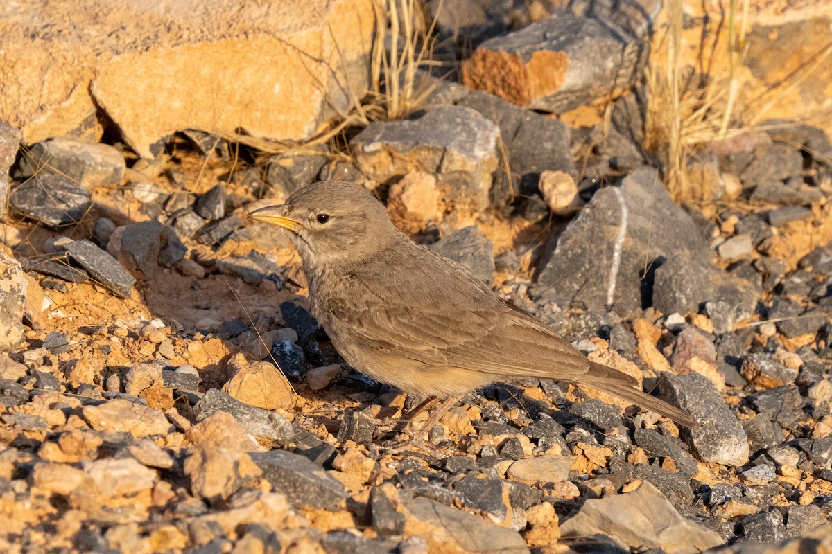 Desert Lark - ML618009562