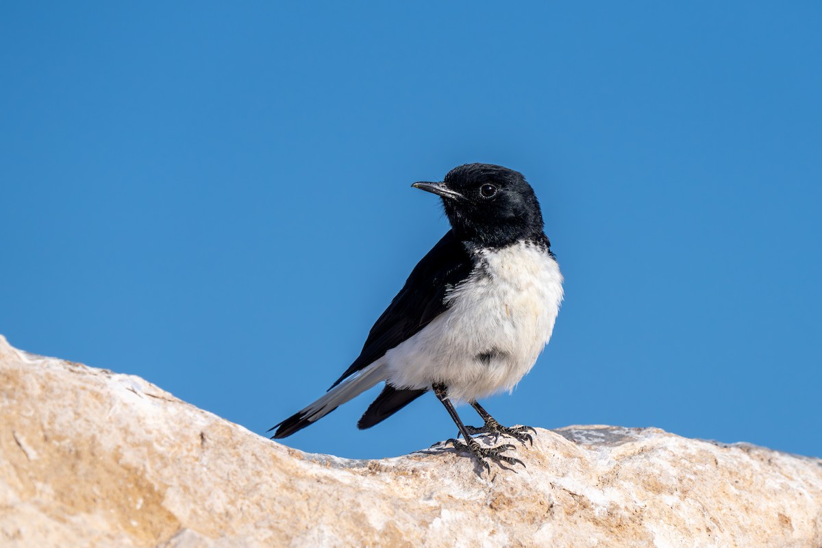 Hume's Wheatear - ML618009567