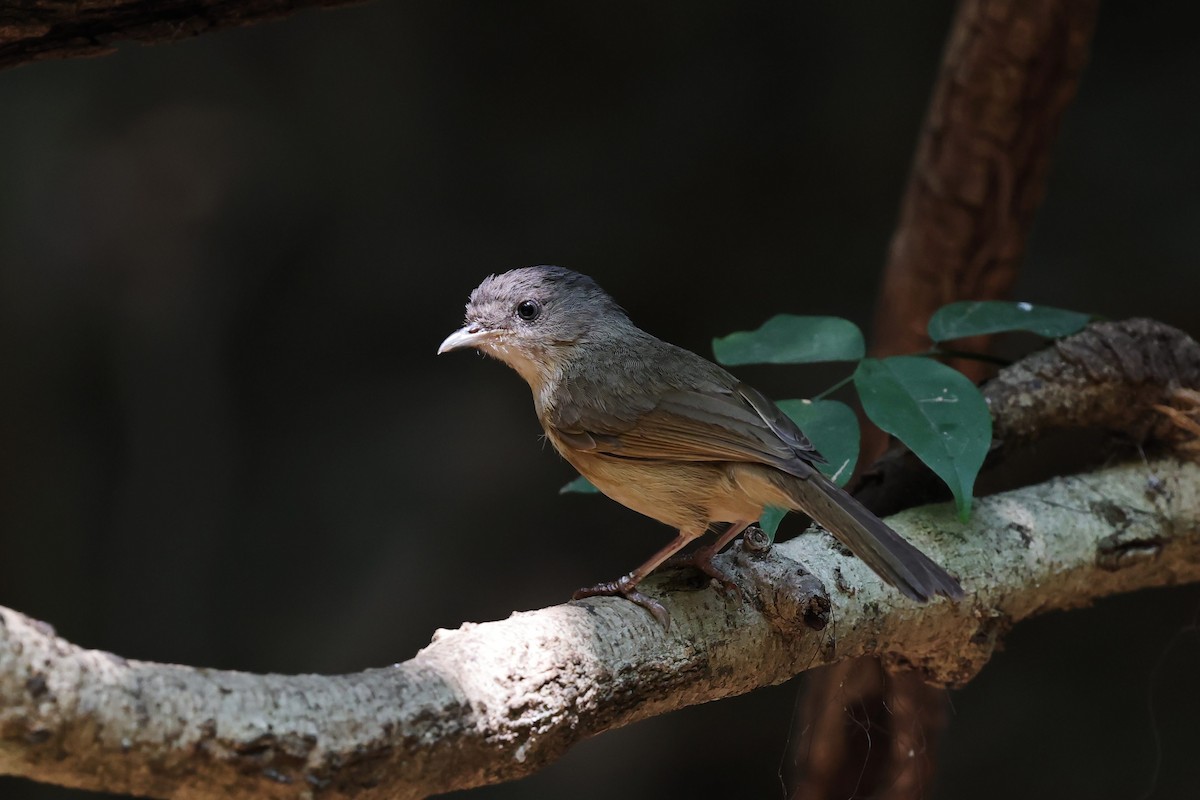 Brown-cheeked Fulvetta - ML618009614