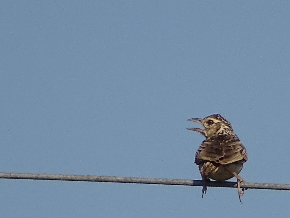 Jerdon's Bushlark - Sri Srikumar