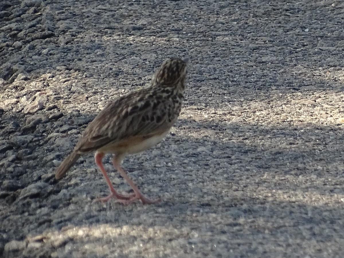 Jerdon's Bushlark - Sri Srikumar