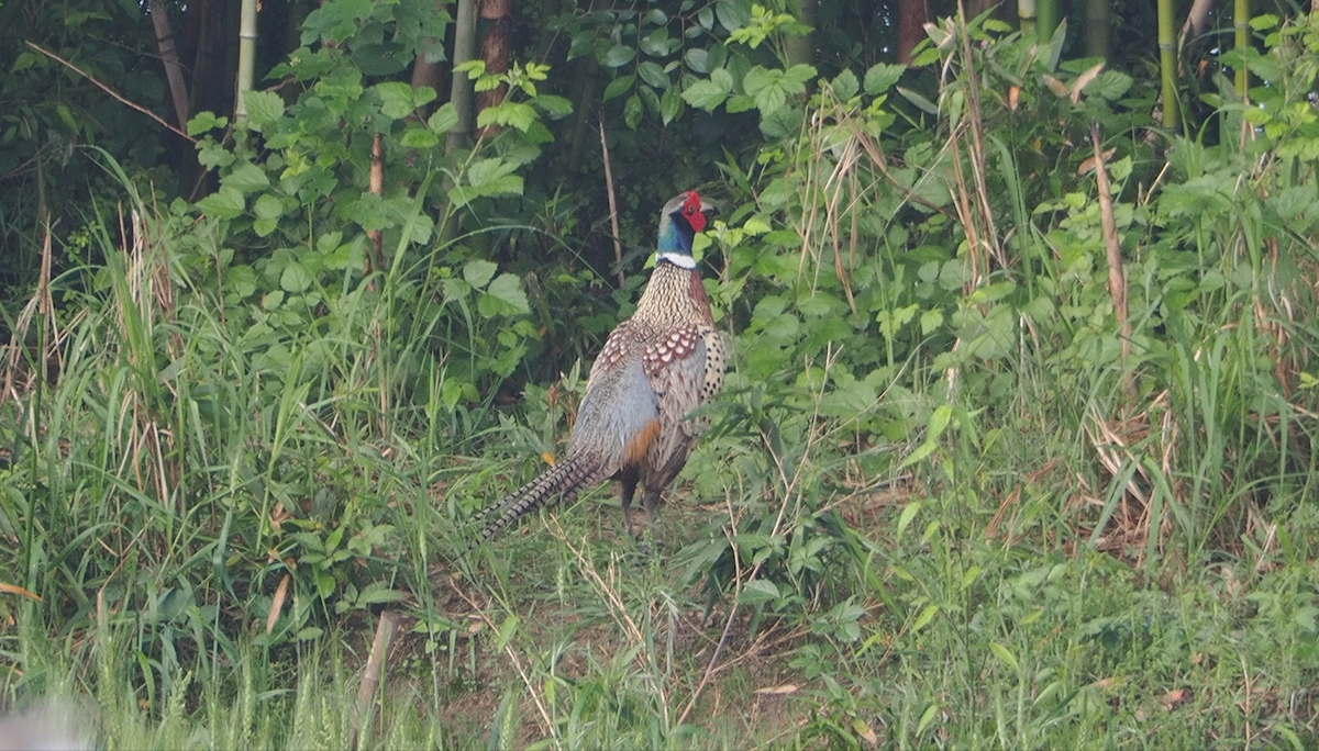 Ring-necked Pheasant - ML618009637
