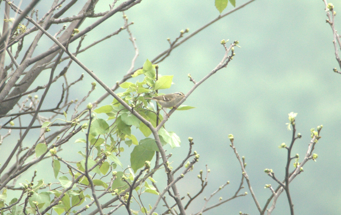 Yellow-browed Warbler - ML618009638
