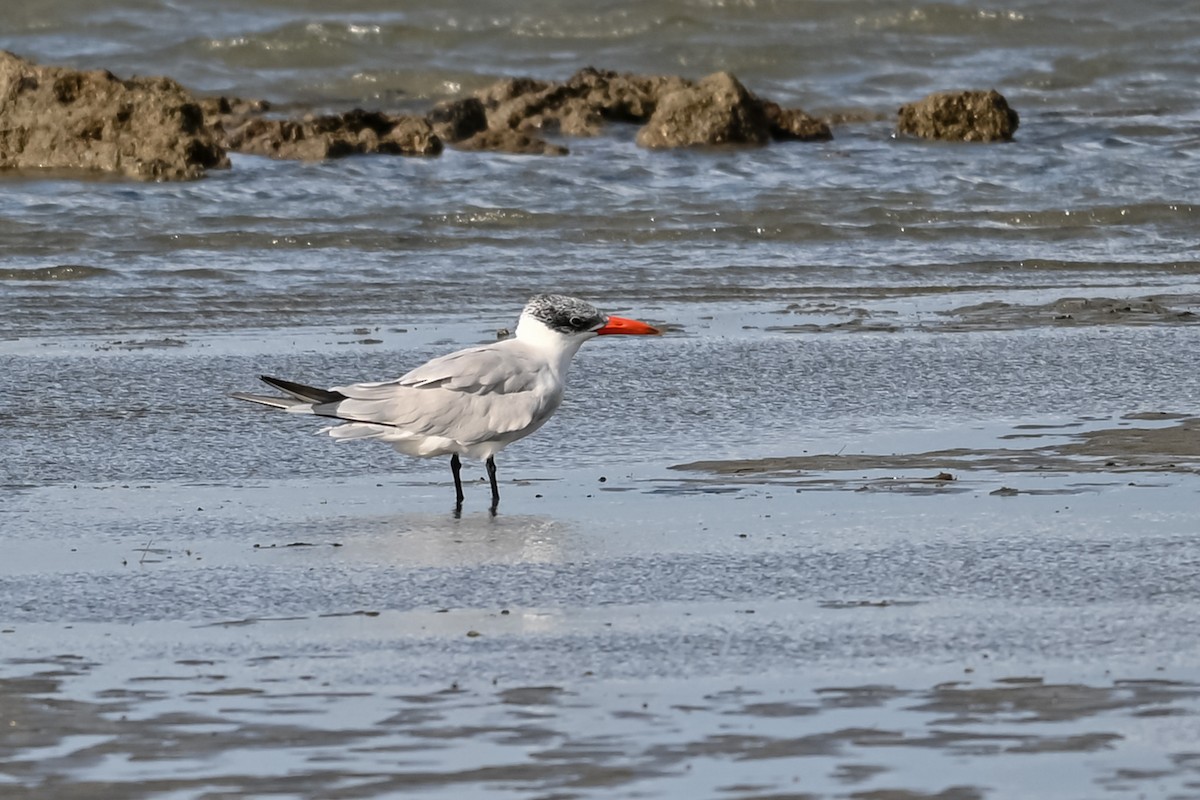 Caspian Tern - Steve Ryan