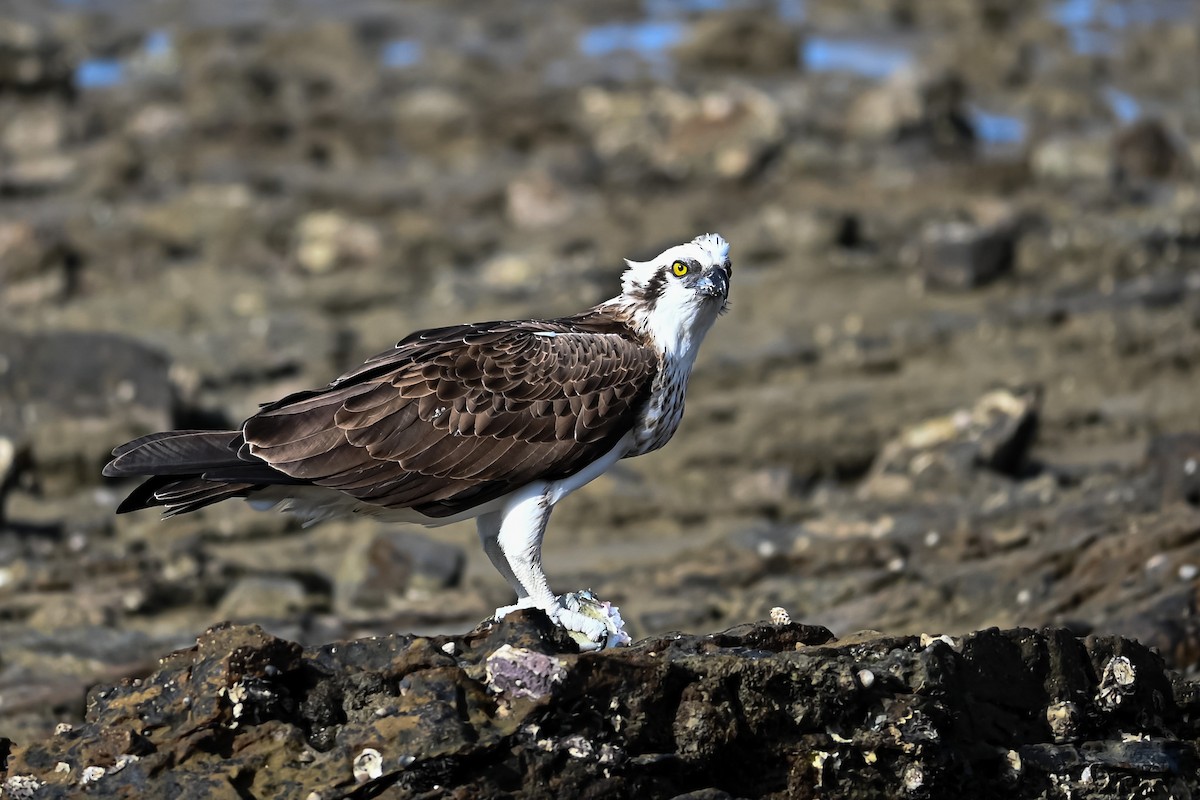 Balbuzard pêcheur - ML618009649