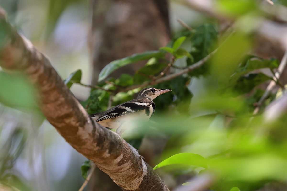 Forest Wagtail - ML618009664