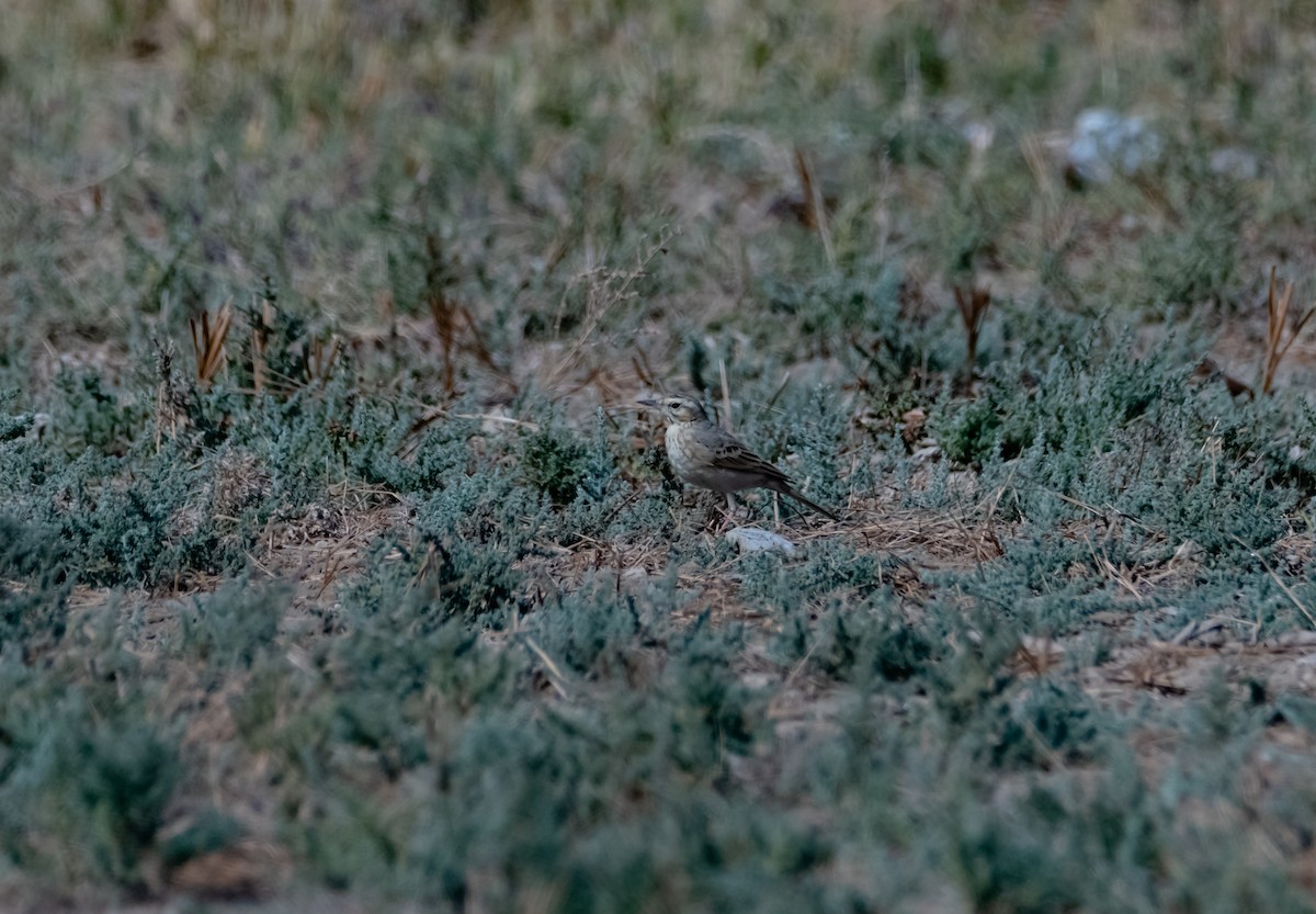 Long-billed Pipit - ML618009686