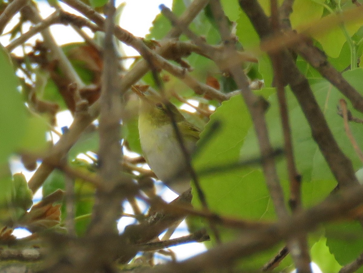 Wood Warbler - ML618009710