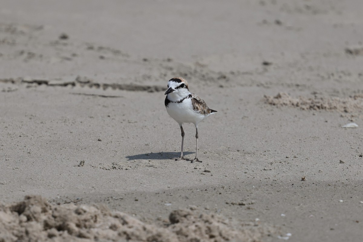 Malaysian Plover - ML618009745