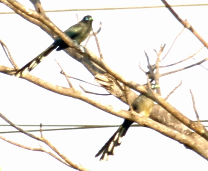 Blue-faced Malkoha - Dr Nandini Patil