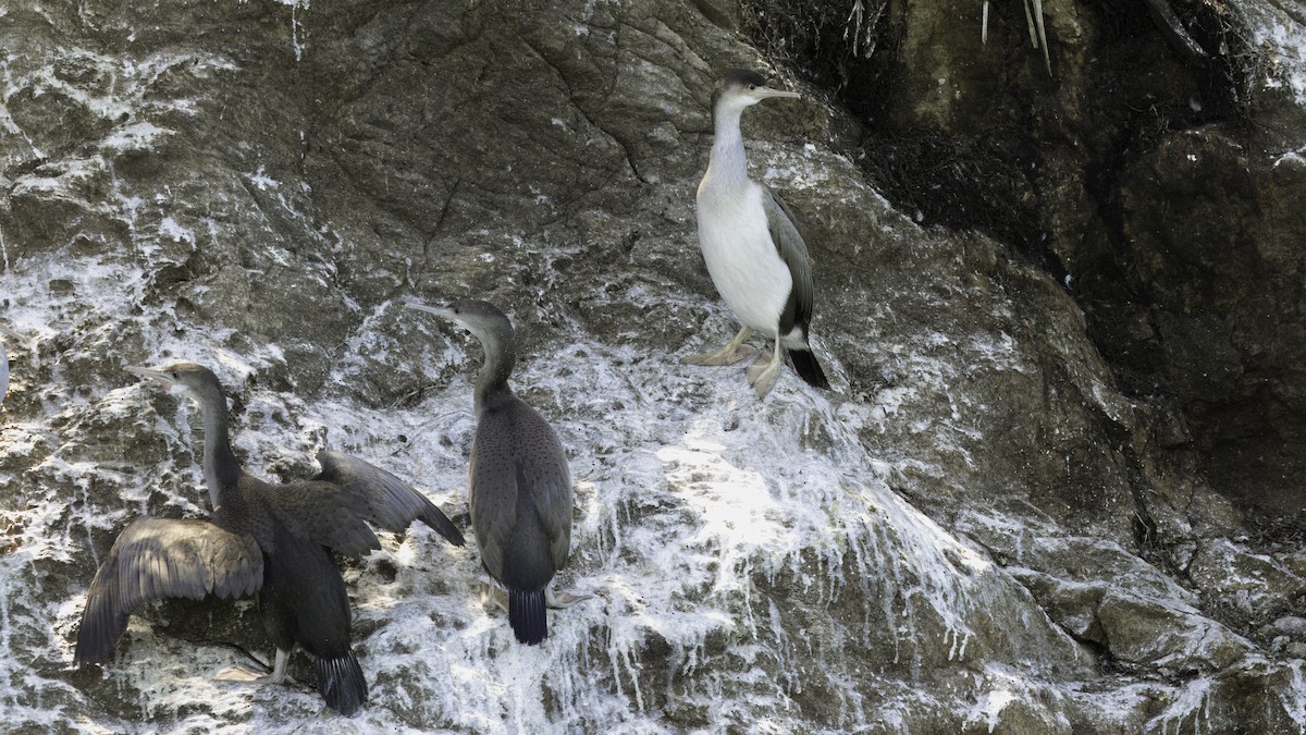 Spotted Shag - ML618009817