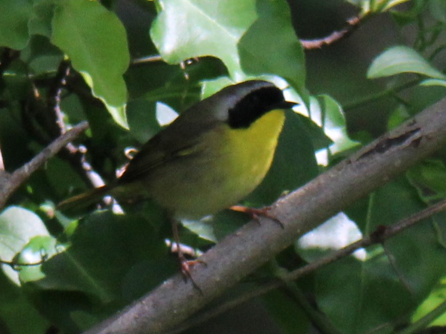 Common Yellowthroat (trichas Group) - ML618009833