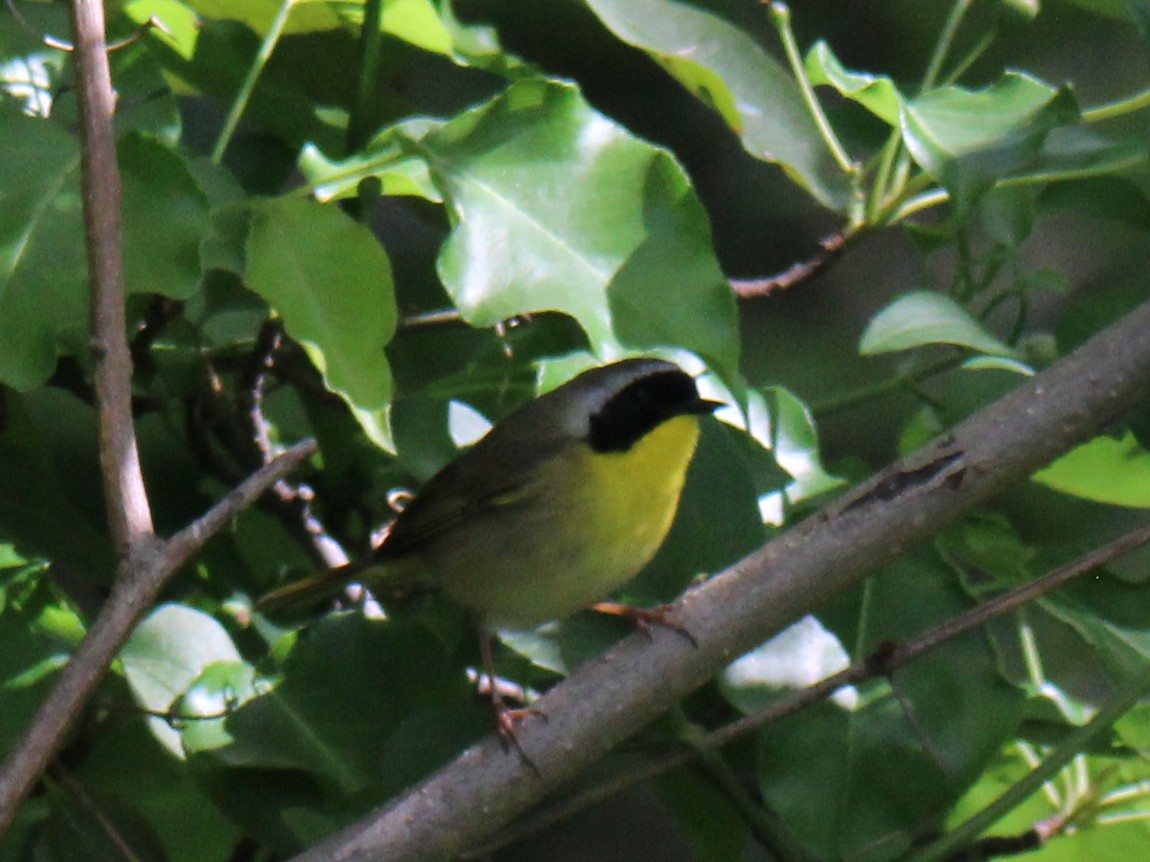 Common Yellowthroat (trichas Group) - ML618009834