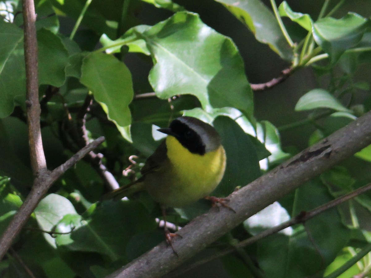 Common Yellowthroat (trichas Group) - ML618009835