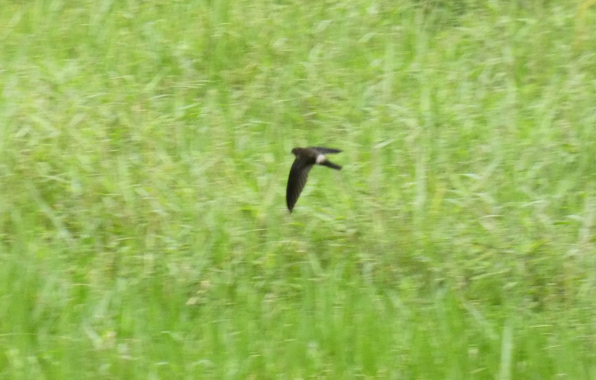 Australian Swiftlet - ML618009864