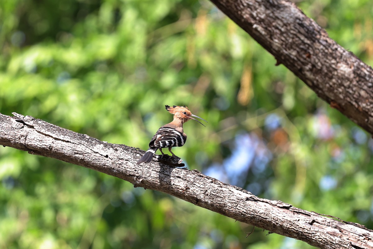 Eurasian Hoopoe - ML618009870