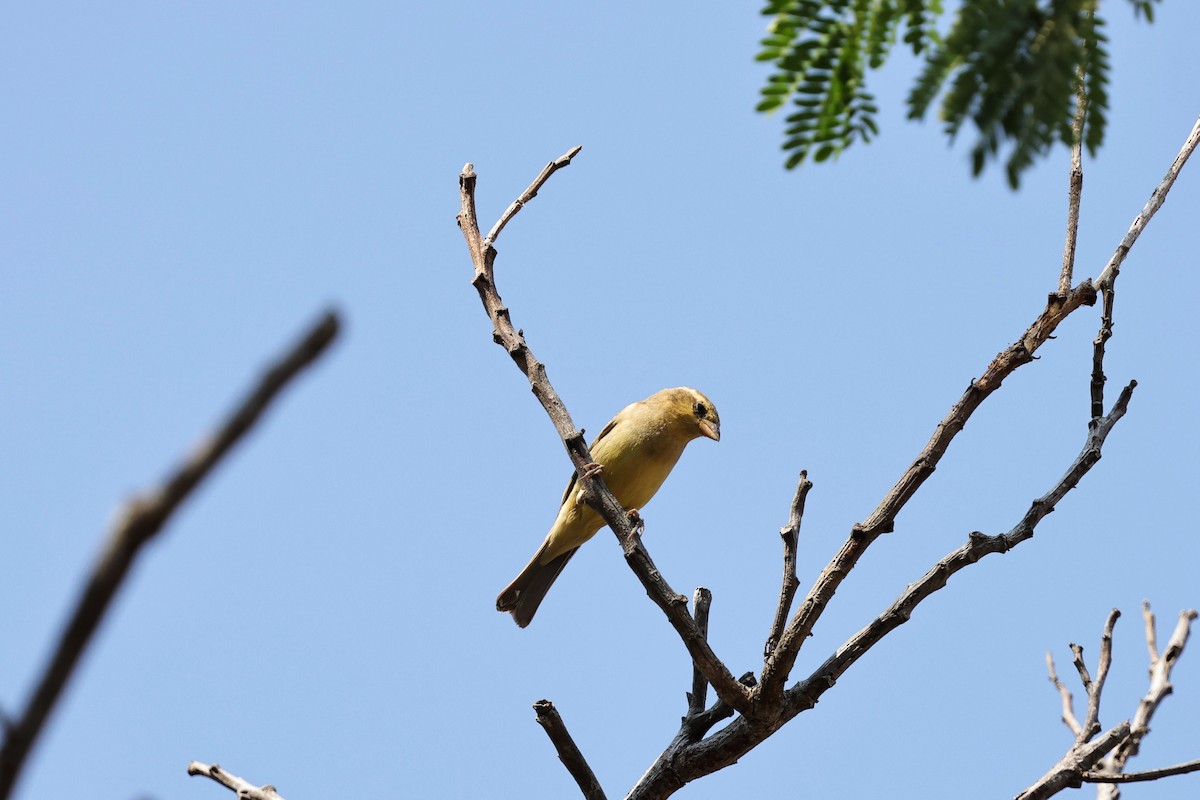 Plain-backed Sparrow - ML618009875