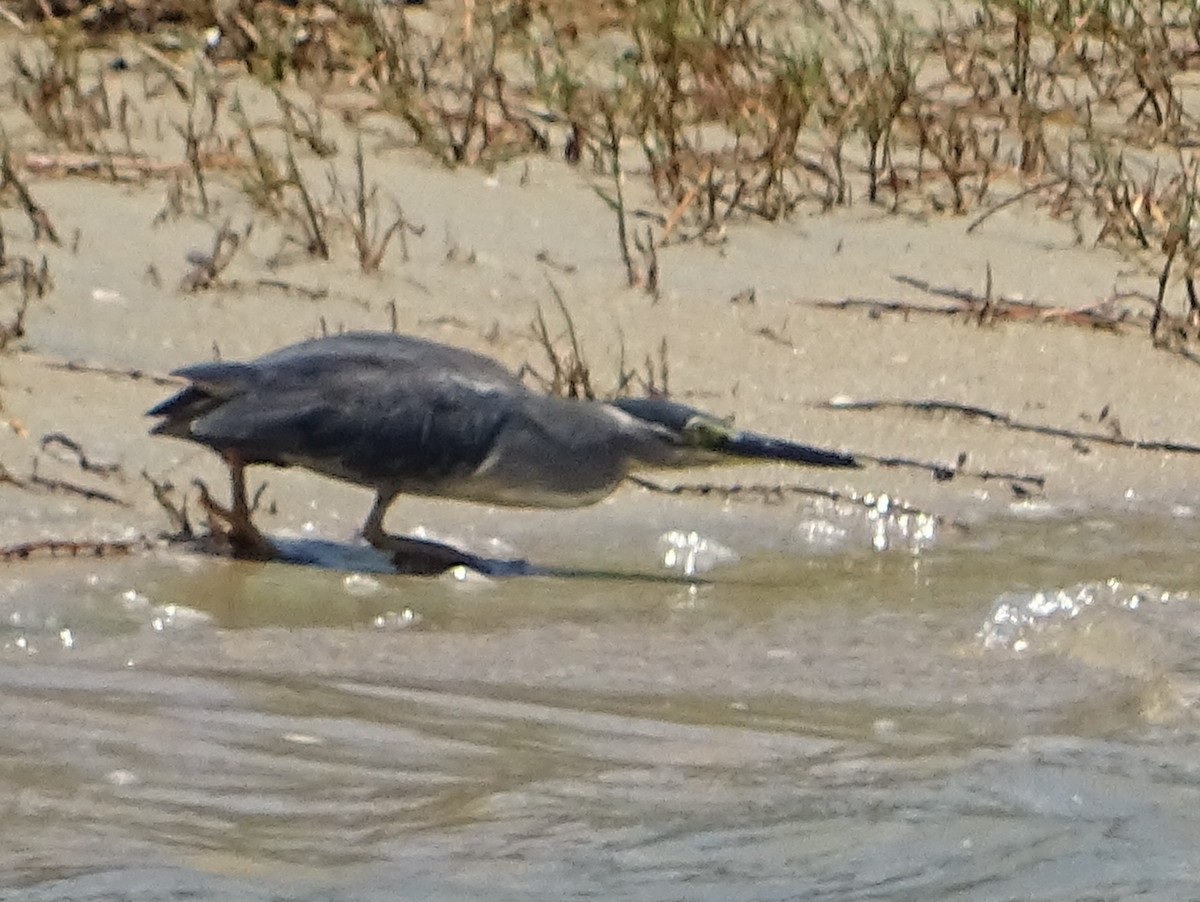 Striated Heron - ML618009896